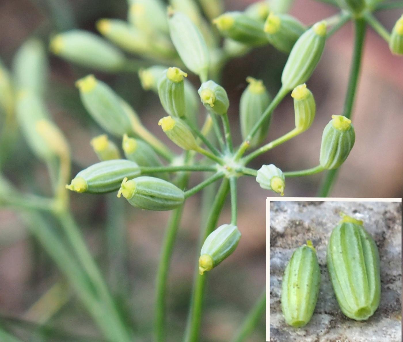 Fennel, Common fruit